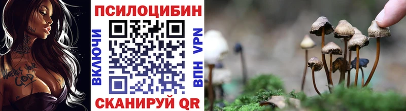 где можно купить   Павловск  Галлюциногенные грибы Psilocybe 